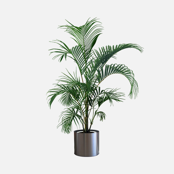 Areca Palm